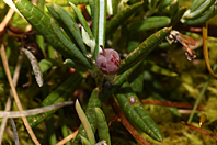 Andromeda polifolia Andromeda polifolia
